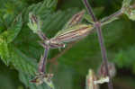 Bladder campion